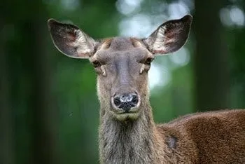 The mating behavior of the Caspian Red Deer, or: why resilience is essential